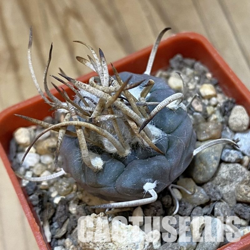 SH33981 Turbinicarpus macrochele