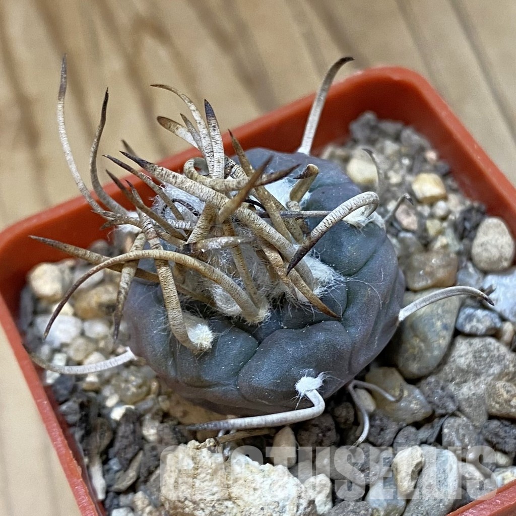 SH33981 Turbinicarpus macrochele