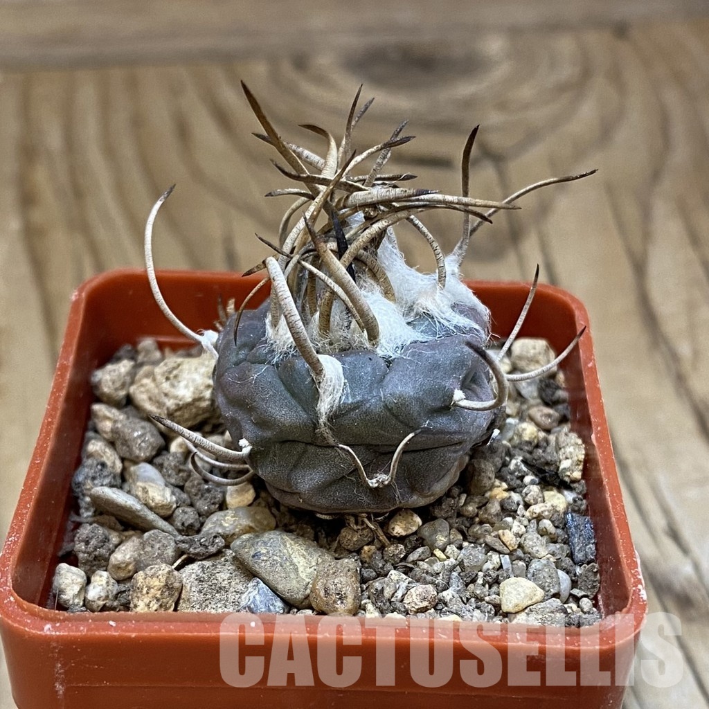 SH33981 Turbinicarpus macrochele - Image 2