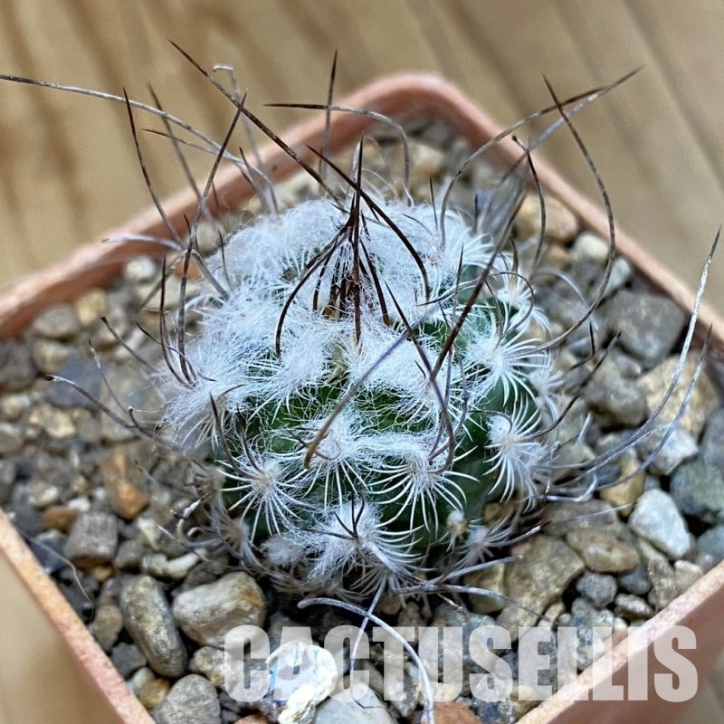 SH33982 Turbinicarpus dickisoniae