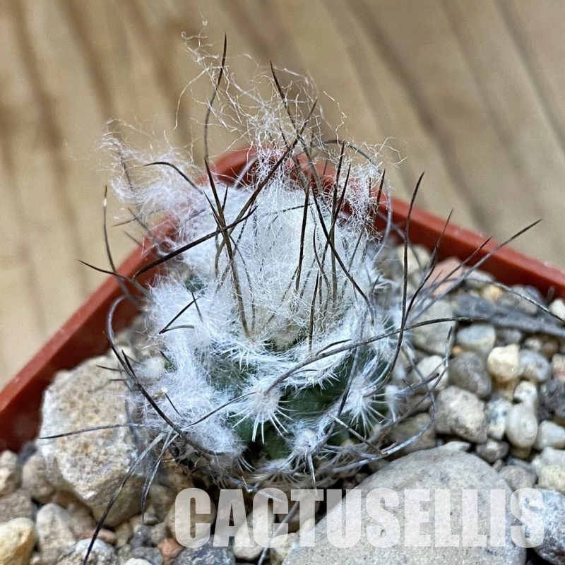 SH33983 Turbinicarpus dickisoniae