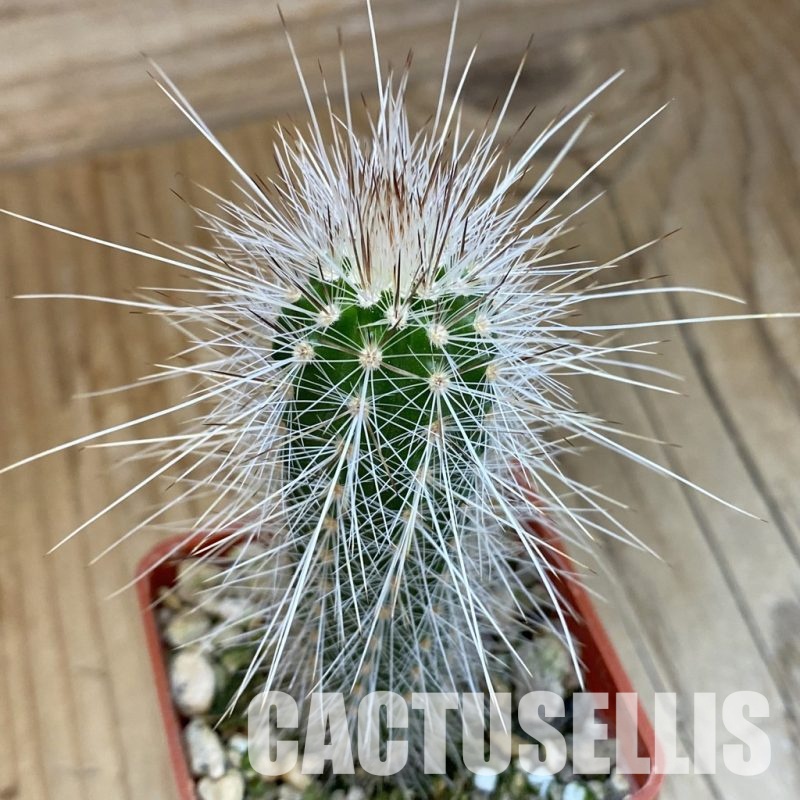 SH33921 Echinocereus parkeri ssp. rayonesensis Lan 1101