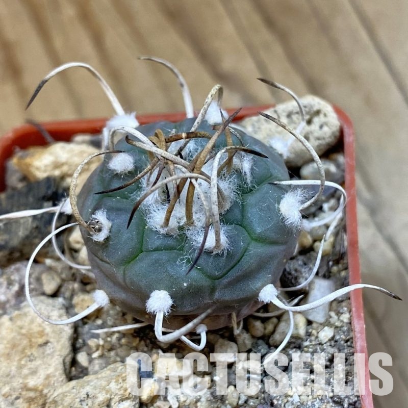 SH33984 Turbinicarpus polaskii SB 269