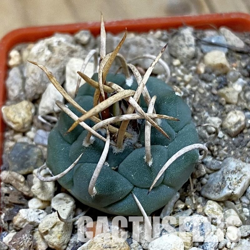 SH33986 Turbinicarpus schwarzii -Charco Blanco-