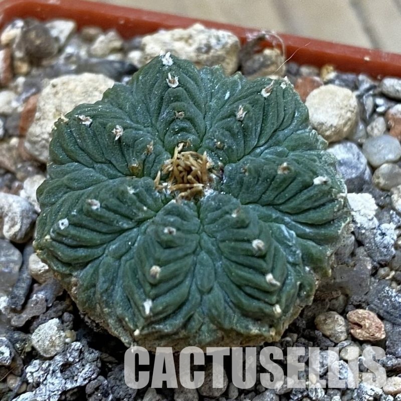 SH33989 Aztekium ritteri, own roots