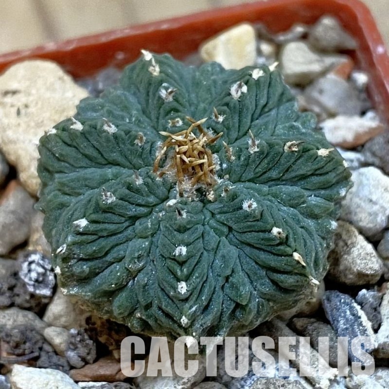 SH33990 Aztekium ritteri, own roots