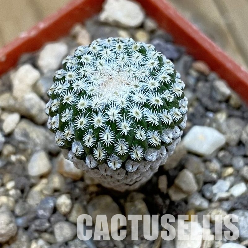 SH33991 Pelecyphora strobiliformis