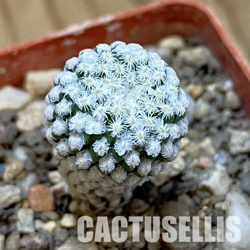 SH33992 Pelecyphora strobiliformis