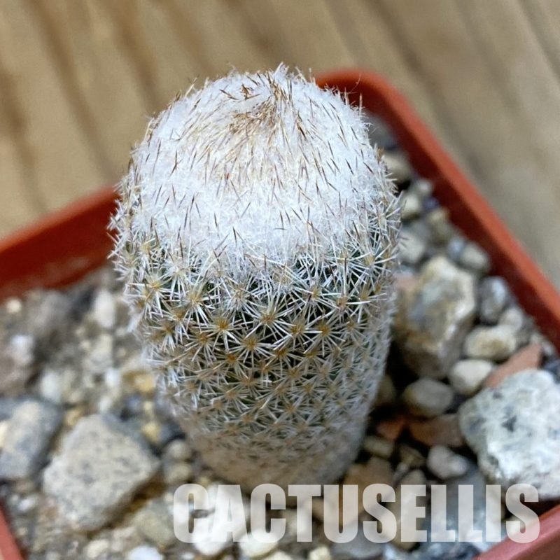 SH33993 Epithelantha dickisoniae