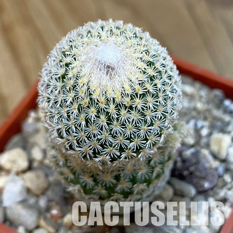 SH33994 Epithelantha dickisoniae