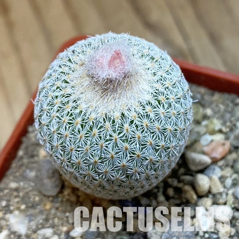 SH33995 Epithelantha micromeris SB 1327