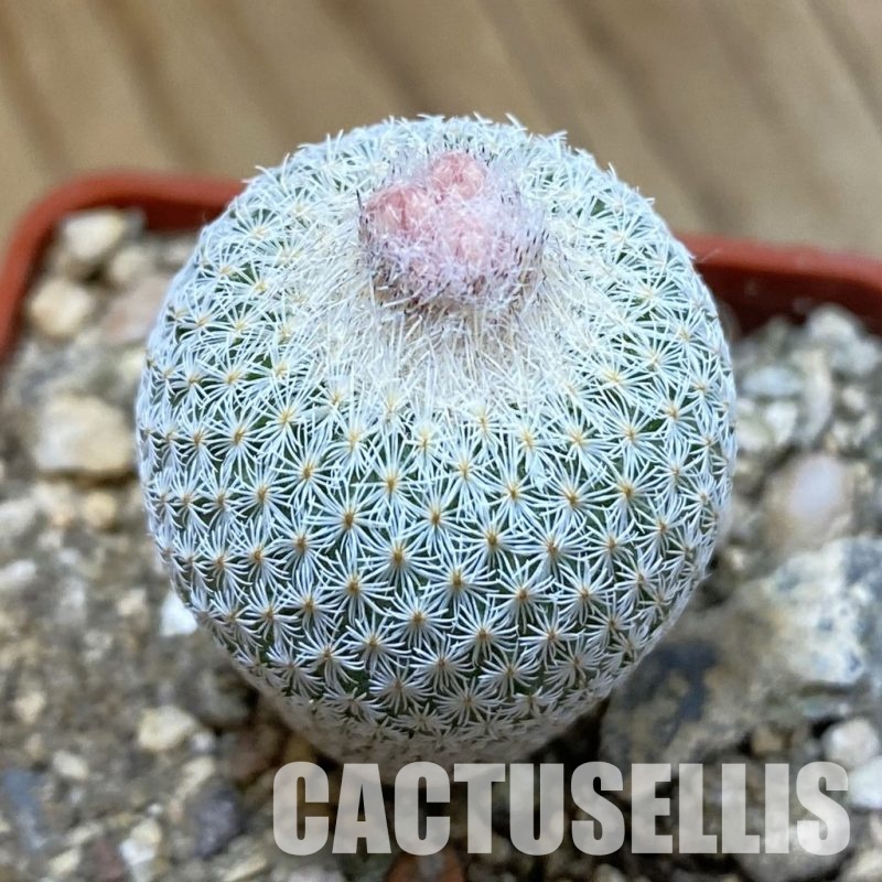 SH33996 Epithelantha micromeris SB 1327