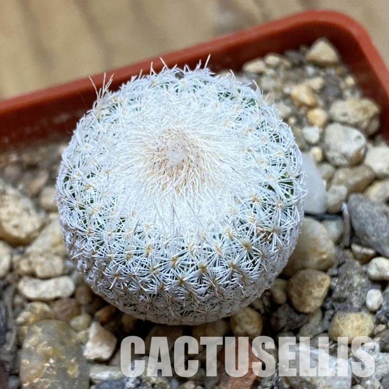 SH33997 Epithelantha neomexicana