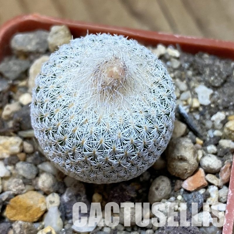SH33998 Epithelantha neomexicana