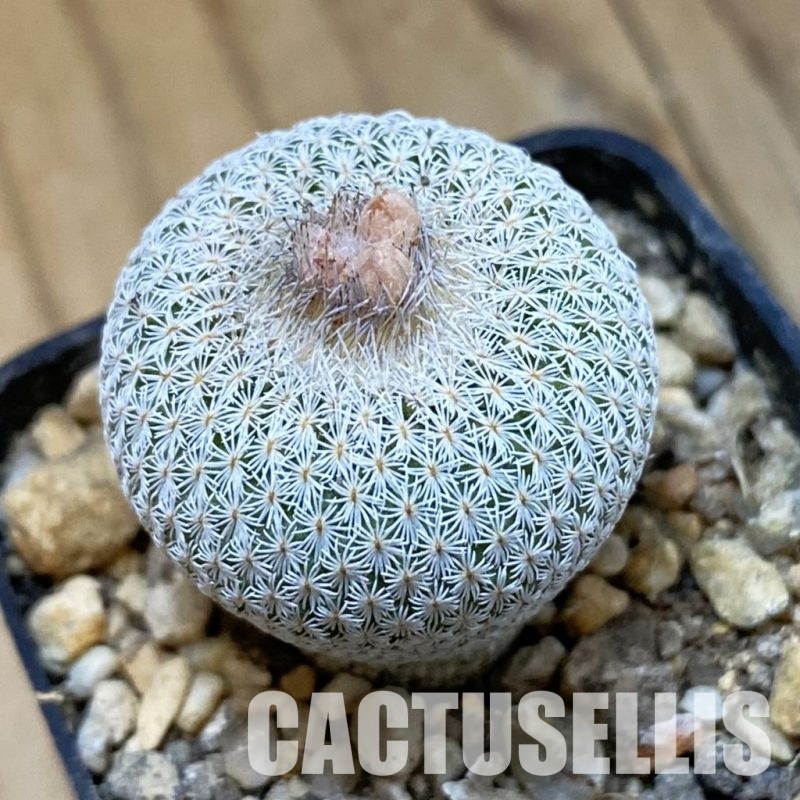 SH33999 Epithelantha micromeris Lau 737