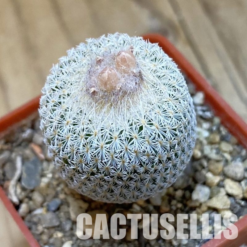 SH34000 Epithelantha micromeris Lau 737