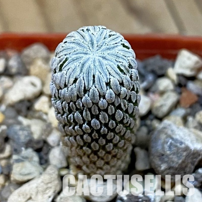 SH34001 Pelecyphora aselliformis