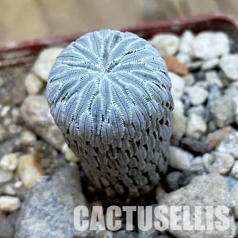 SH34002 Pelecyphora aselliformis