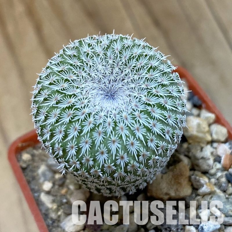 SH34003 Epithelantha micromeris v. unguispina, seedling