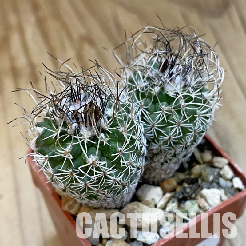 SH34004 Turbinicarpus krainzianus