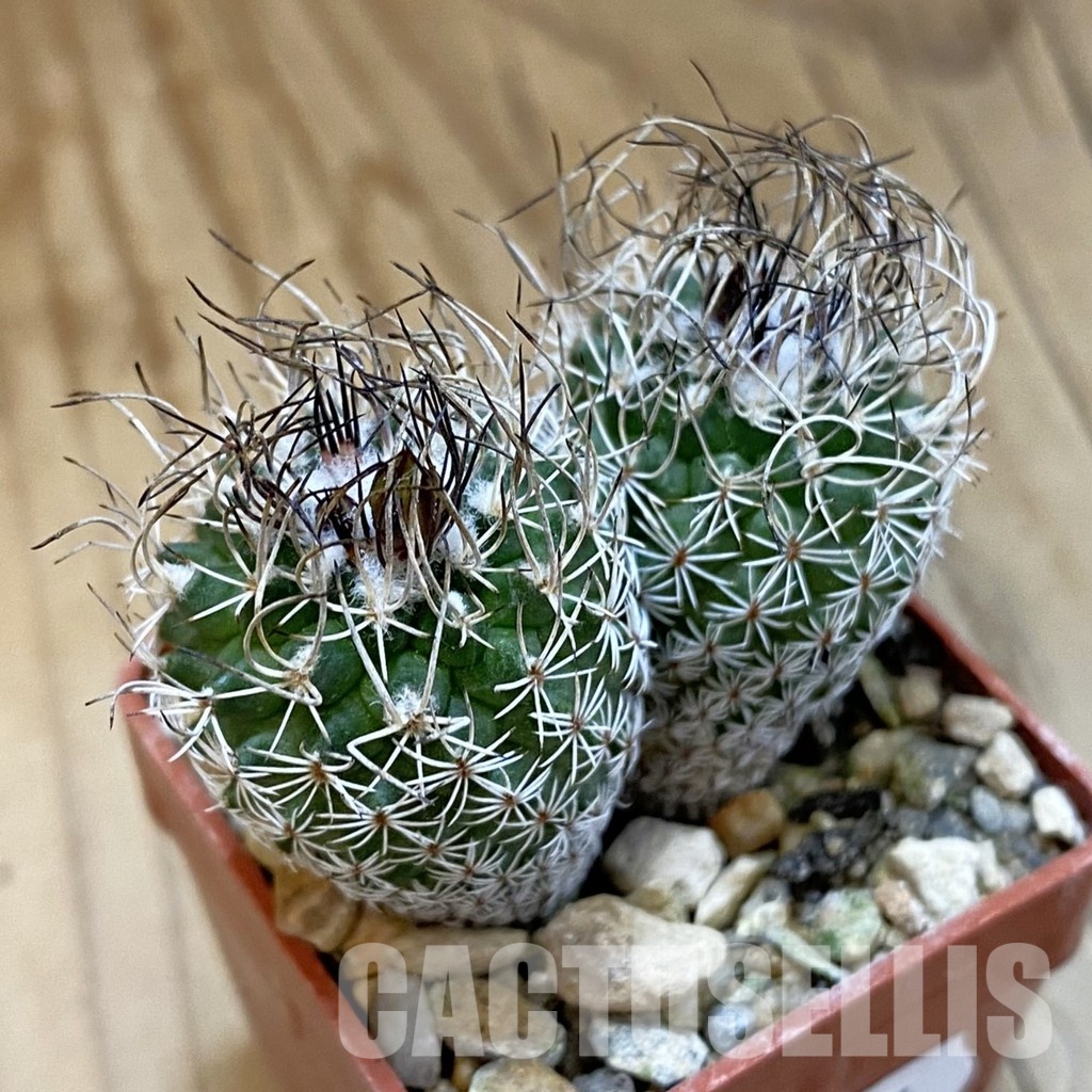SH34004 Turbinicarpus krainzianus
