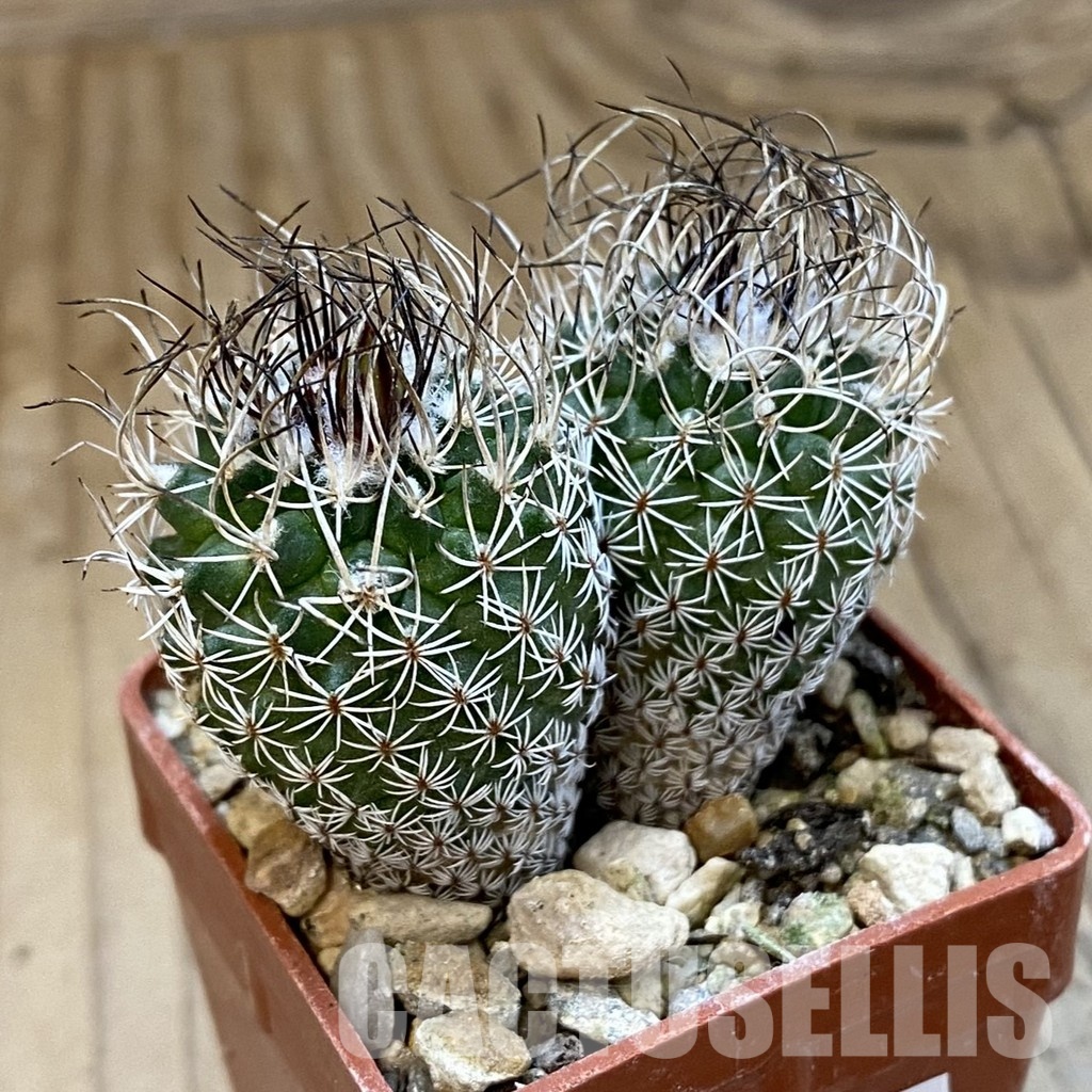 SH34004 Turbinicarpus krainzianus - Image 2
