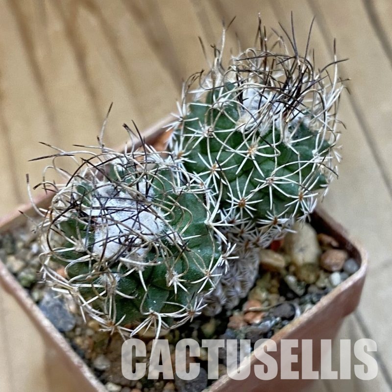 SH34005 Turbinicarpus krainzianus