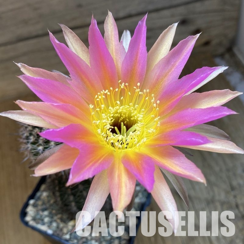 SH34006 Echinopsis 'Flamenco'