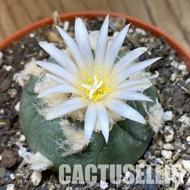 SH34007 Anhalonium koehresii