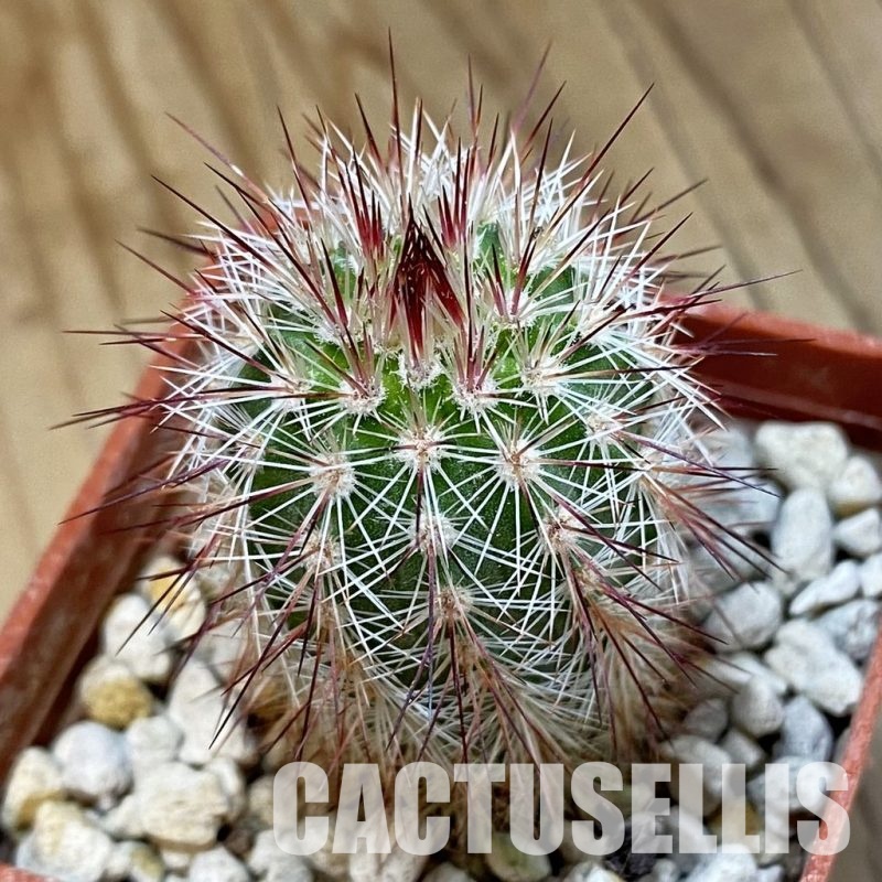 SH33924 Echinocereus russanthus v. fiehnii L 1076
