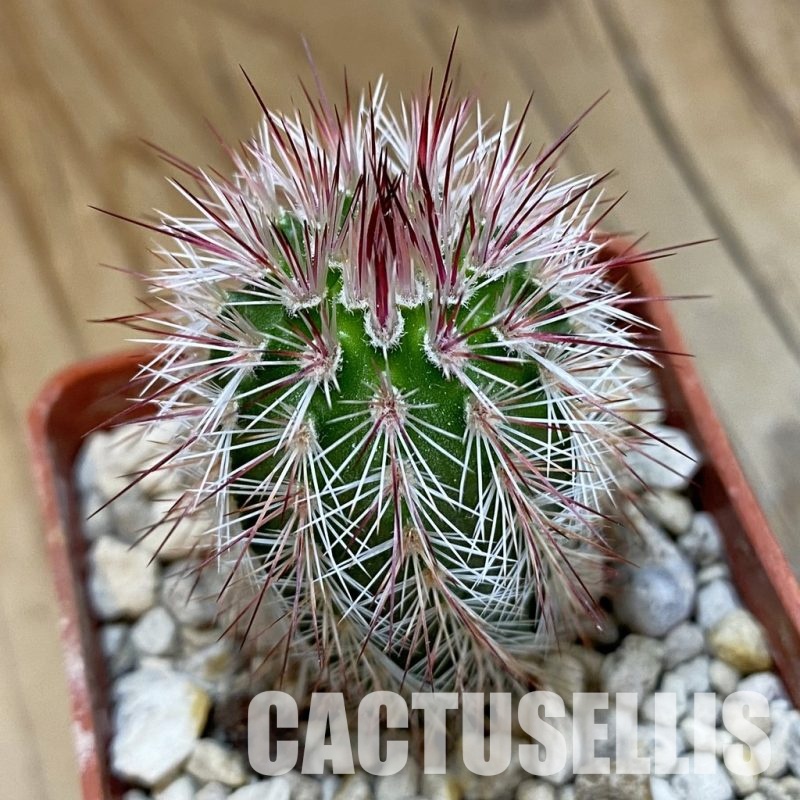SH33925 Echinocereus russanthus v. fiehnii L 1076