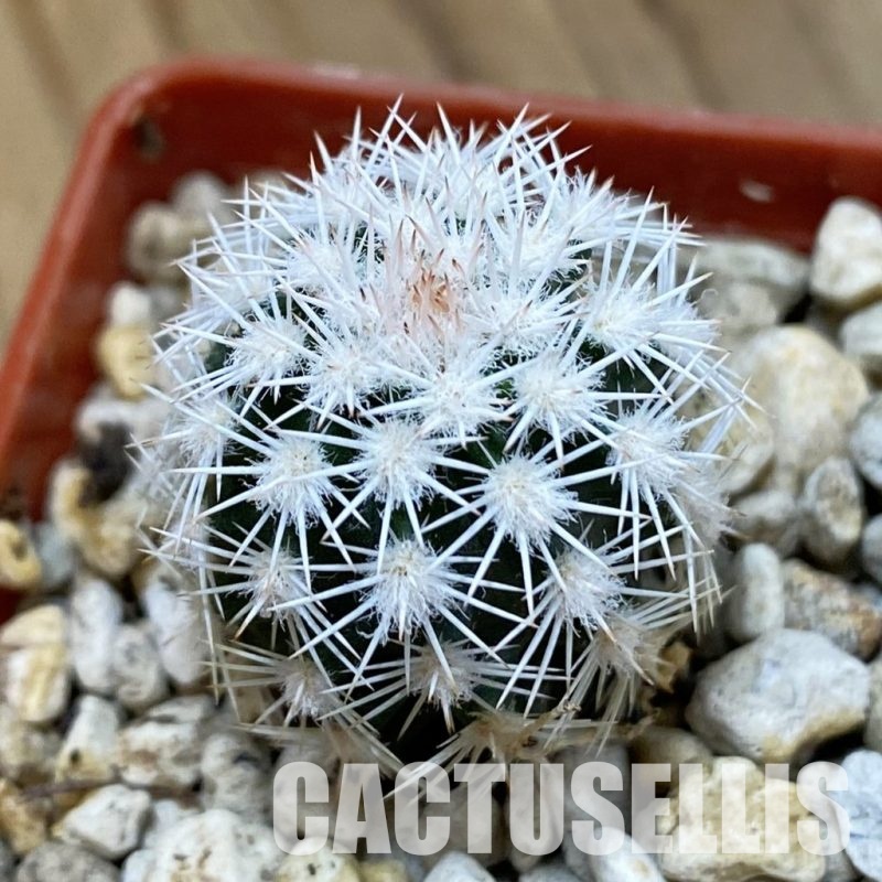 SH33926 Echinocereus ctenoides