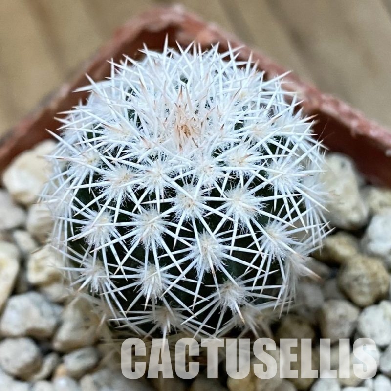SH33927 Echinocereus ctenoides