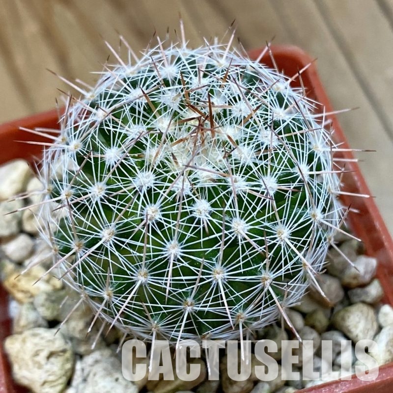 SH33928 Escobaria tuberculosa