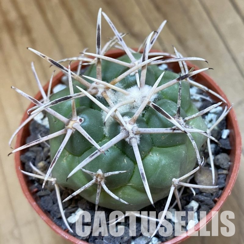 SH33929 Coryphantha poselgeriana v. valida -El Hundido-