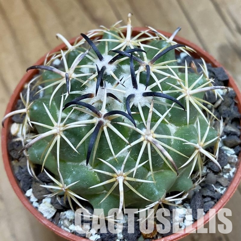 SH33930 Coryphantha tripugionacantha PP 1012