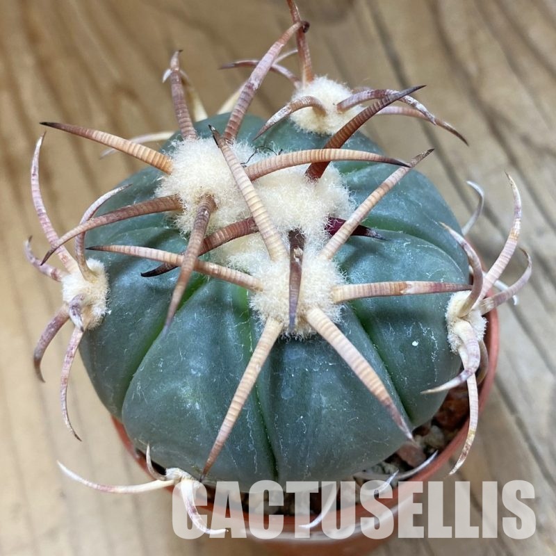 SH33931 Echinocactus horizonthalonius IDD 241/03