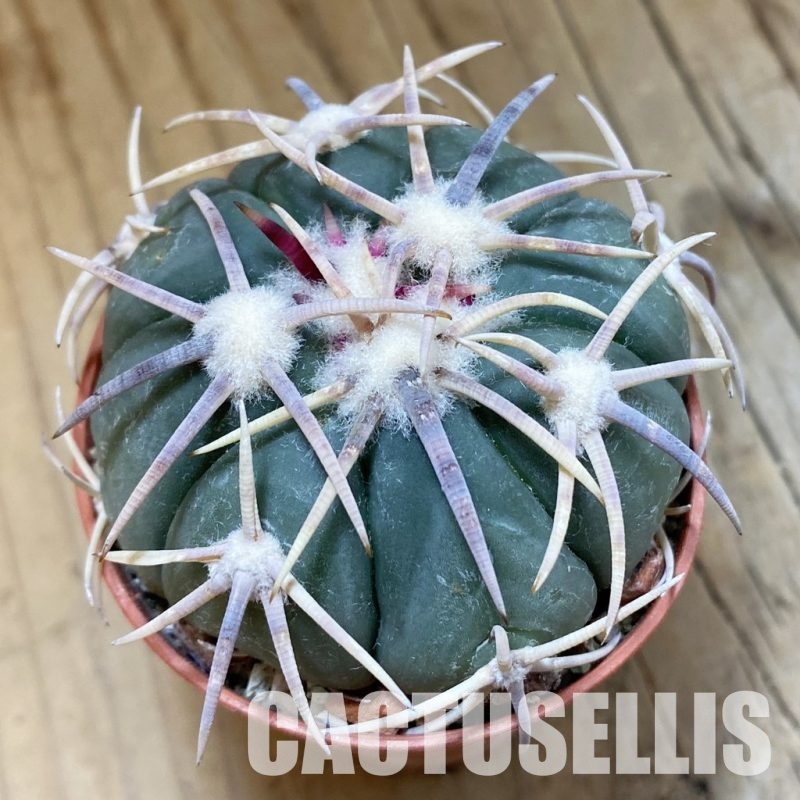 SH33932 Echinocactus horizonthalonius – Carazone d Monte-