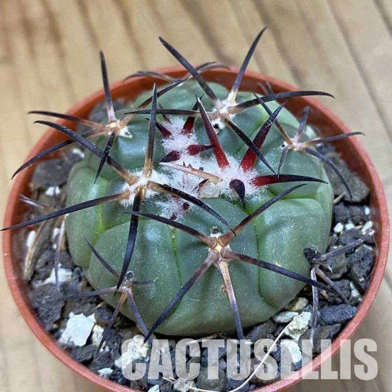 SH33933 Coryphantha poselgeriana