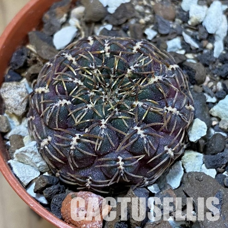 SH33934 Rebutia pulchra VS 416