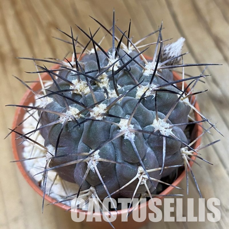 SH33935 Acanthocalycium glaucum
