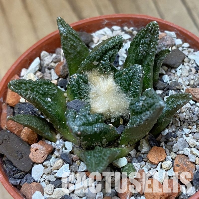 SH33936 Ariocarpus hintonii -Matehuala-