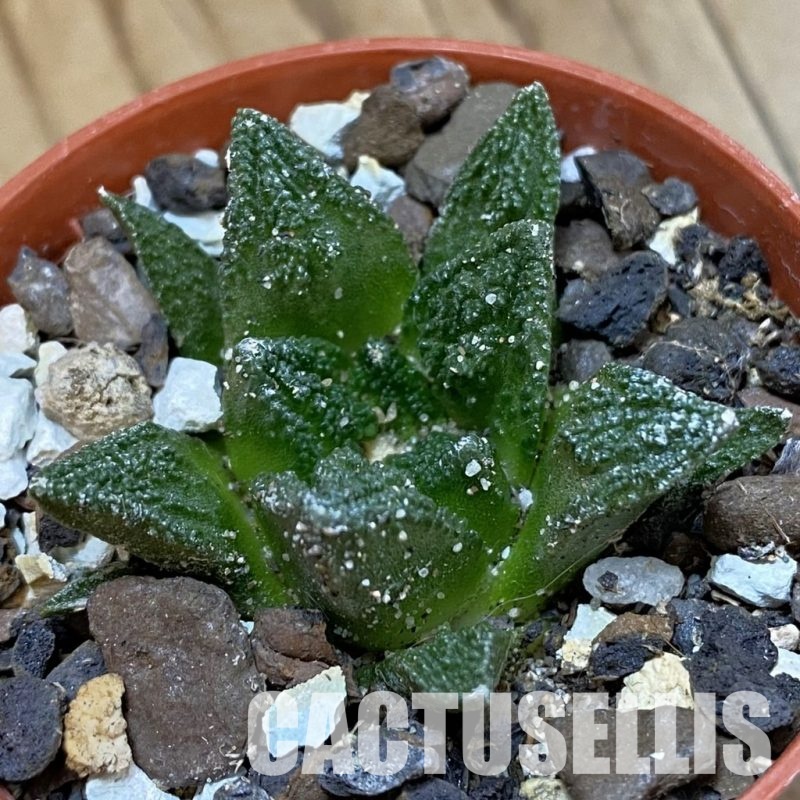 SH33937 Ariocarpus hintonii -Matehuala-