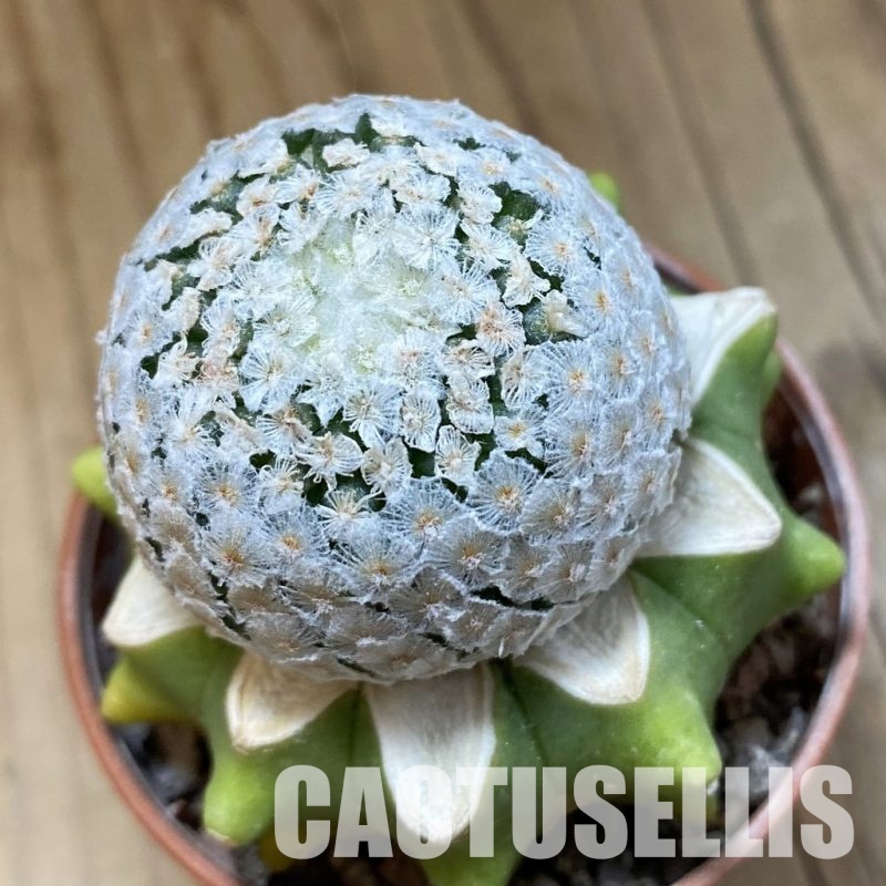 SH33939 Mammillaria breviplumosa GCG12500, grafted