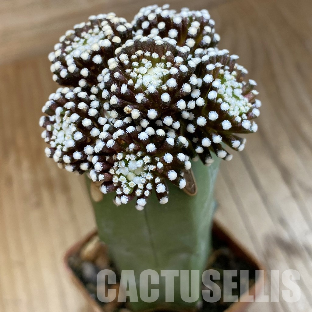 SH33940 Mammillaria luethyi, grafted
