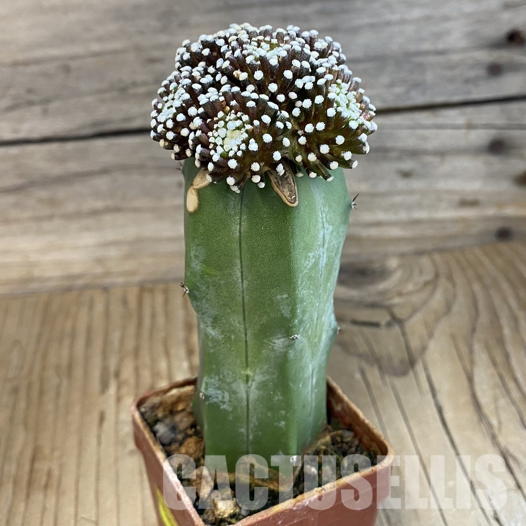 SH33940 Mammillaria luethyi, grafted - Image 2