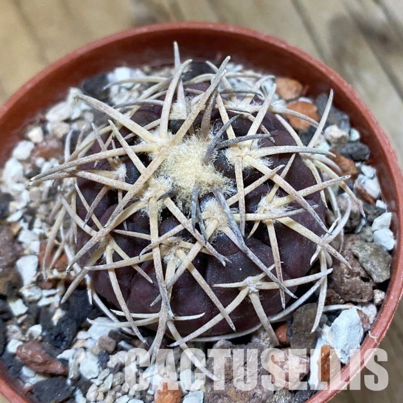 SH33942 Gymnocalycium spegazzinii v. punillense TOM 06-81/1 -El Obelisco-