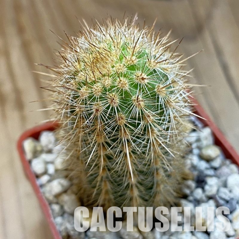 SH33917 Haageocereus decumbens ASK 341.3