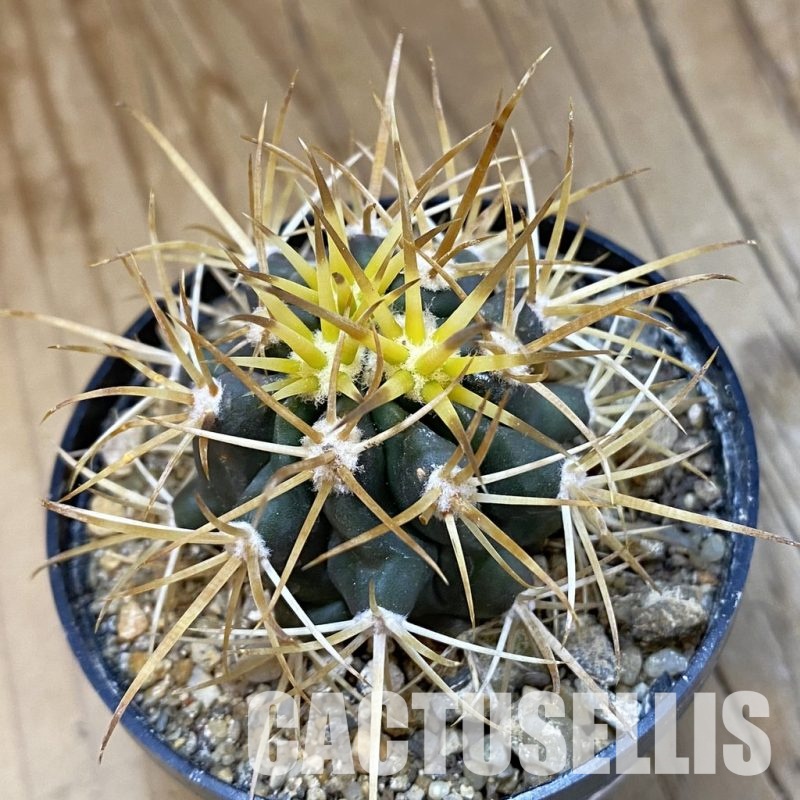 SH33945 Ferocactus chrysacanthus