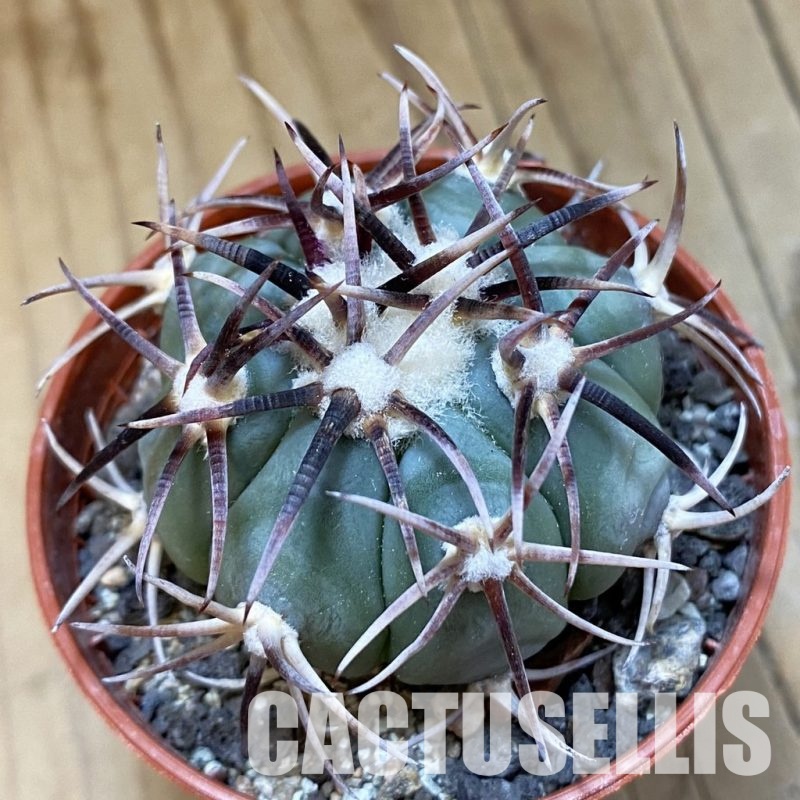 SH33947 Echinocactus horizonthalonius, La Appies